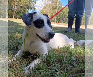 Mutt Dogs for adoption in Yardley, PA, USA