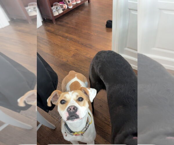 Medium Photo #8 Labrador Retriever-Unknown Mix Puppy For Sale in Elmsford, NY, USA