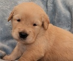 Image preview for Ad Listing. Nickname: Litter of 9