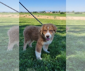 Australian Shepherd Puppy for sale in ELLENSBURG, WA, USA