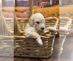 Small Photo #1 Goldendoodle Puppy For Sale in DANIELSVILLE, GA, USA