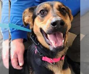 German Shepherd Dog-Unknown Mix Dogs for adoption in Camarillo, CA, USA