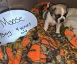 Small Photo #4 Puggle Puppy For Sale in CANADIAN LAKES, MI, USA
