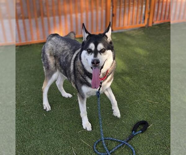 Medium Photo #2 Siberian Husky-Unknown Mix Puppy For Sale in Las Vegas, NV, USA