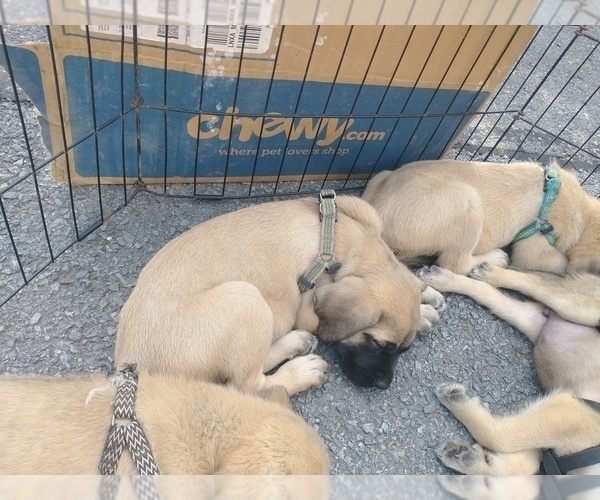 Medium Photo #2 Daniff Puppy For Sale in MARSHALL, AR, USA