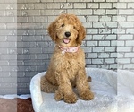 Small #5 Goldendoodle
