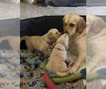 Small Photo #1 Cavalier King Charles Spaniel-English Cream Golden Retriever Mix Puppy For Sale in FORT MC COY, FL, USA