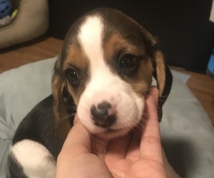 Beagle Puppy for sale in GRAND JUNCTION, CO, USA