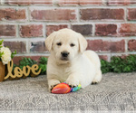 Small #15 Labrador Retriever