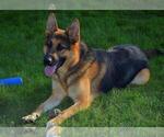 Small Photo #152 German Shepherd Dog Puppy For Sale in LA FAYETTE, NY, USA