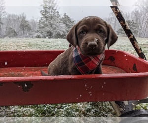 Medium Labrador Retriever