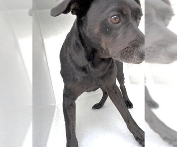 Medium Photo #1 Chihuahua-Labrador Retriever Mix Puppy For Sale in Houston, TX, USA