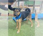 Small #1 Rottweiler Mix