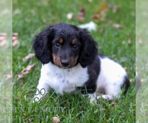 Dachshund Puppy for sale in EAST EARL, PA, USA