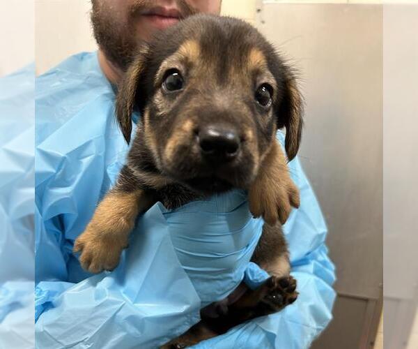 Medium Photo #1 German Shepherd Dog Puppy For Sale in San Antonio, TX, USA