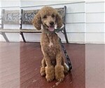 Small Photo #1 Cavapoo Puppy For Sale in TECUMSEH, MI, USA