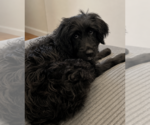 Small #2 Mutt