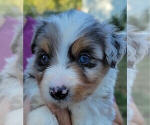 Miniature Australian Shepherd Puppy for sale in PITTSBURG, KS, USA