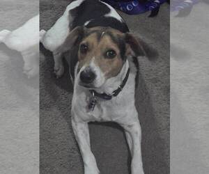 Blue - Male Beagle Dog for Adoption - Photo #8