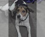 Small #7 Beagle