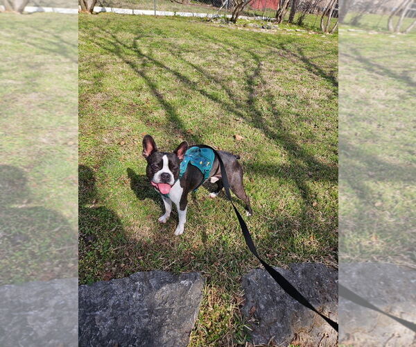 Medium Photo #7 Boston Terrier Puppy For Sale in Little Elm, TX, USA