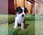 Puppy 0 Border Collie-Pembroke Welsh Corgi Mix