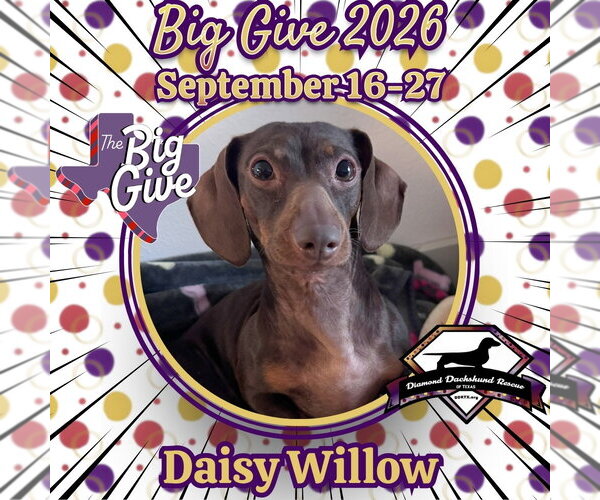 Medium Photo #1 Dachshund Puppy For Sale in San Antonio, TX, USA