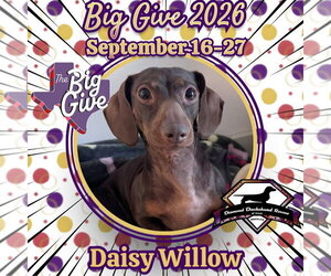 Dachshund Dogs for adoption in San Antonio, TX, USA