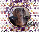 Daisy Willow - Female Dachshund Dog for Adoption - Small photo