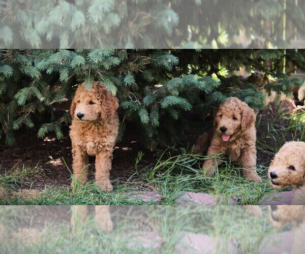 Medium Photo #27 Goldendoodle Puppy For Sale in COLORADO SPRINGS, CO, USA
