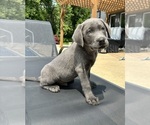 Small #4 Labrador Retriever