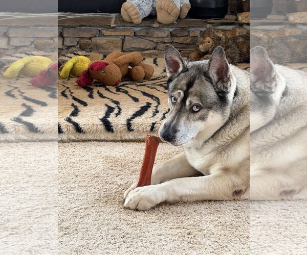 Medium Photo #4 Gerberian Shepsky Puppy For Sale in Cumming, GA, USA