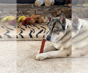 Lennox - Male Gerberian Shepsky Dog for Adoption - Photo #4