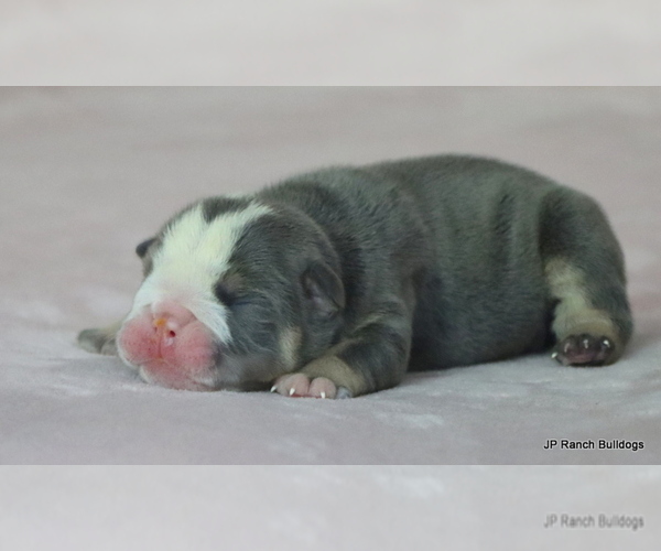 Medium Photo #7 Bulldog Puppy For Sale in WINNSBORO, TX, USA