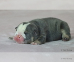 Small #6 Bulldog