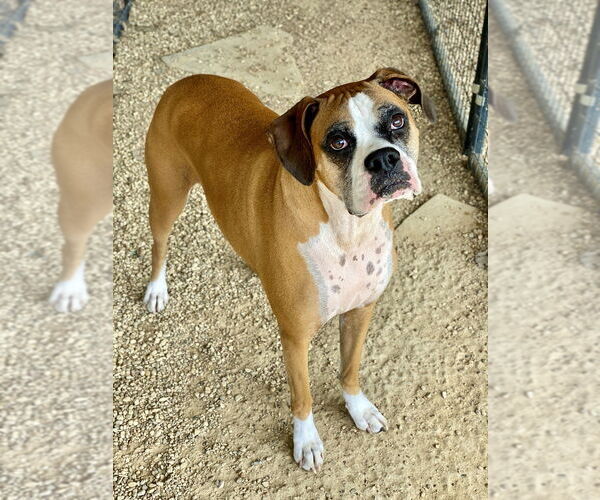 Medium Photo #1 Boxer Puppy For Sale in Austin, TX, USA
