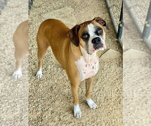 Boxer Dogs for adoption in Austin, TX, USA