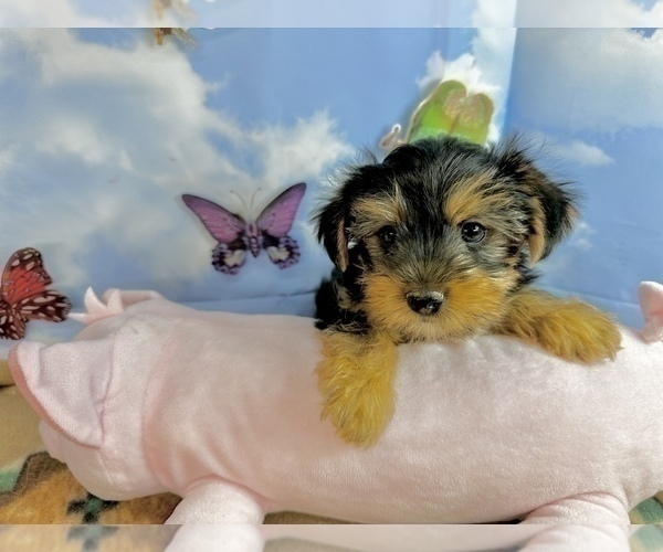 Medium Photo #6 Morkie Puppy For Sale in CASSVILLE, MO, USA