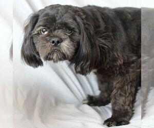 Lhasa Apso-Unknown Mix Dogs for adoption in Minneapolis, MN, USA