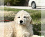 Small Great Pyrenees Mix