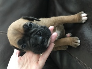 Boxer Puppy for sale in JACKSONVILLE, FL, USA