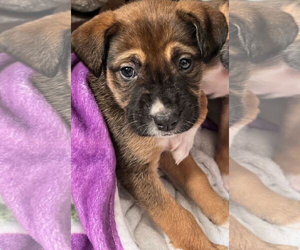 Medium Photo #1 Mastiff-Unknown Mix Puppy For Sale in Clarkston, MI, USA