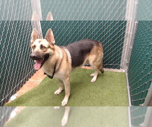 German Shepherd Dog Dogs for adoption in Downey, CA, USA