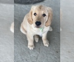 Small Photo #5 Golden Retriever Puppy For Sale in REDDING, CA, USA