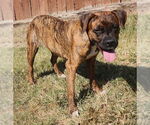 Small Boxer Mix
