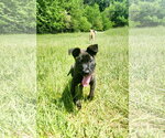 Small #1 German Shepherd Dog-Holland Shepherd Mix