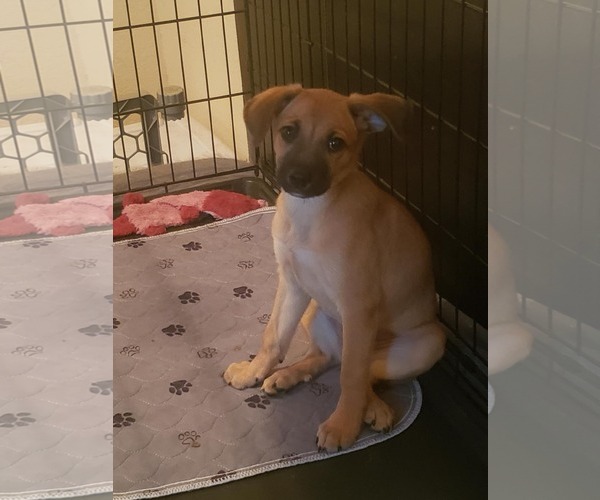 Medium Photo #3 Chihuahua-Wheaten Terrier Mix Puppy For Sale in Arlington, WA, USA