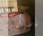 Small #2 Chihuahua-Wheaten Terrier Mix