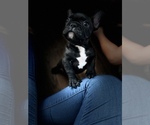 Small Photo #4 French Bulldog Puppy For Sale in NARANJA, FL, USA