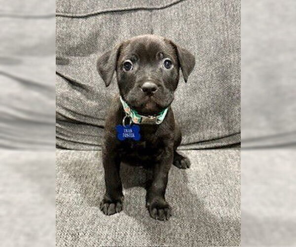 Medium Photo #1 Mutt Puppy For Sale in Louisville, KY, USA